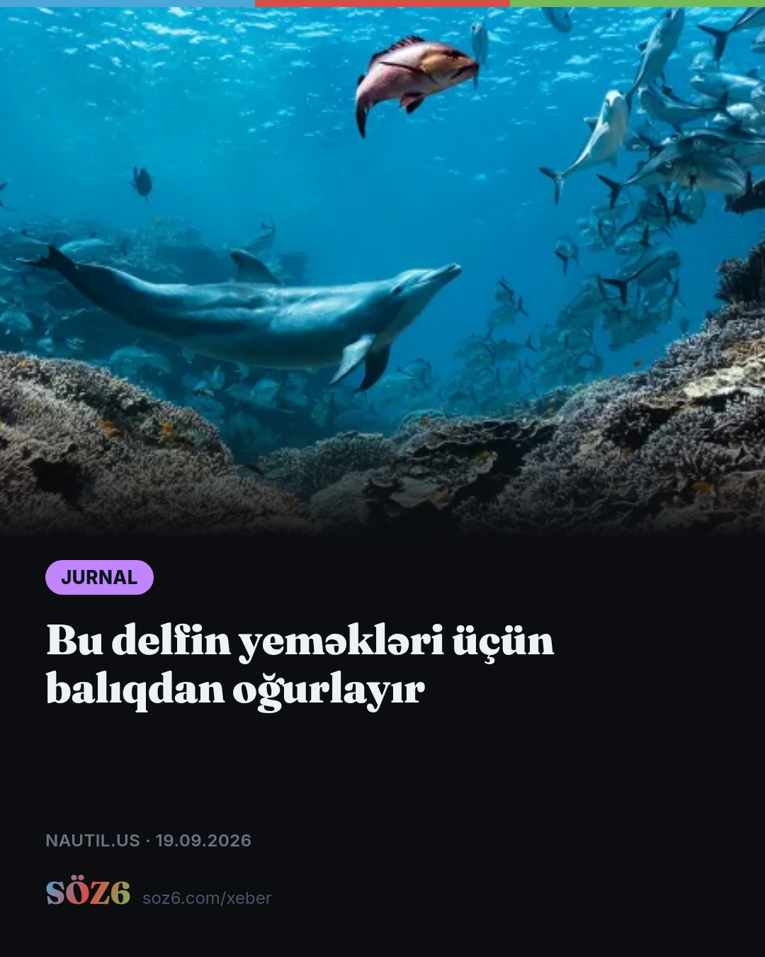 Bu delfin yeməkləri üçün balıqdan oğurlayır