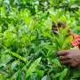 Targeting a particular gene may improve tea plants' flavor and cold tolerance