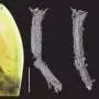 Lizard tail preserved in amber sheds light on a 100-million-year-old defense mechanism