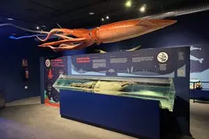 Giant Squid Museum in Luarca, Spain
