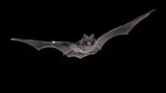 Largest woodland bat survey a 'nice story of AI for good'