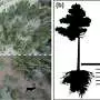 Reindeer grazing changes plant roots in pine forests