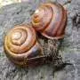 Scientists uncover mystery of how snail shells coil to the right or to the left