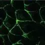 Finding their sense of direction: Cell movement helps tissues establish polarity
