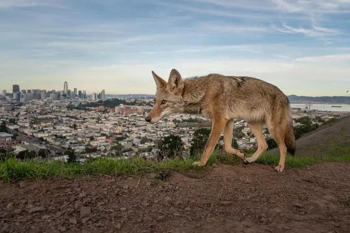 Pictured: Winning entries for Wildlife Photographer of the Year 2026