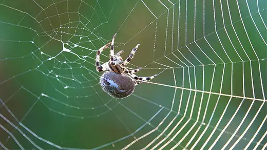 How Spiders Spin ‘Silk Dope’ Into Nature’s Toughest Material