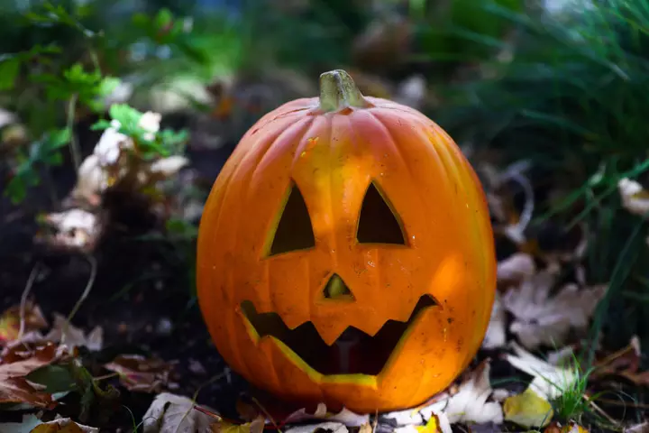Why You Shouldn't Toss Your Old Halloween Pumpkins In The Trash