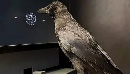 Crows Can Make Decisions Based on Visual Information at Lightning Speed—Roughly Twice as Fast as Humans Can, Study Suggests