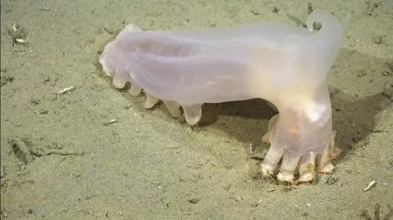 Meet Loki the Sea Cucumber, One of 57 Newly Discovered Deep-Sea Species