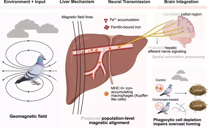 An iron compass in the liver: superparamagnetic macrophages give homing pigeons a magnetic sense