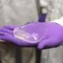 Sea cucumber–inspired gel could help heal damaged tissue in humans