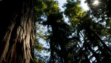 The World's Tallest Trees Seem to Struggle to Make Their Own Food During Heat Waves, Leaving Them Vulnerable as the World Warms