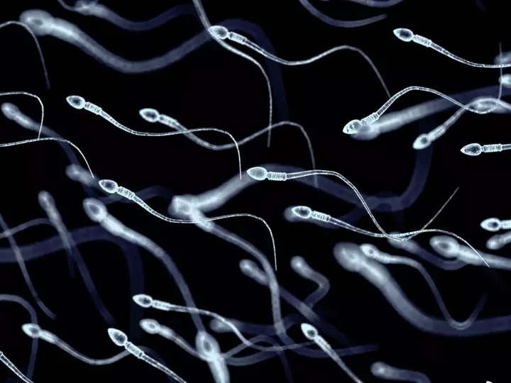 Scientists Developing Male Birth Control Pill to Take 30 Minutes Before Sex