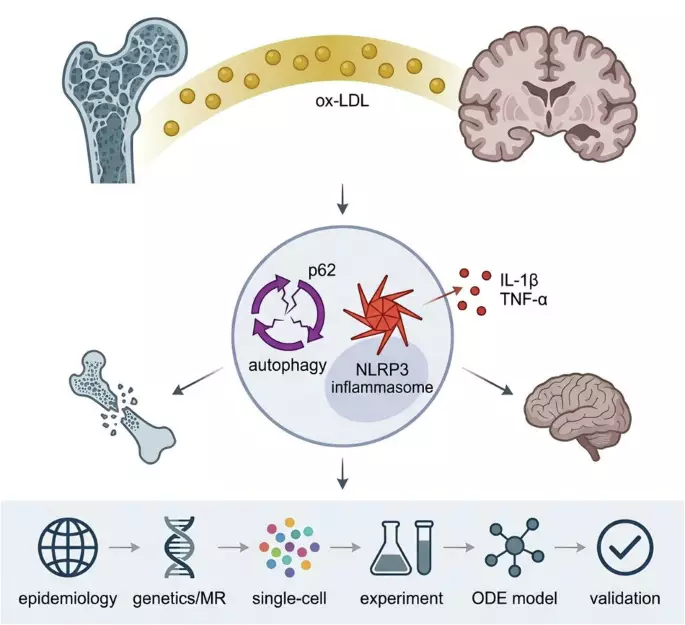 Multi-scale integration identifies an ox-LDL-autophagy-inflammasome framework linking osteoporosis and neurodegeneration