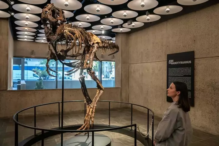 Nadir dinozavr skeleti rekord qiymətə satıldı