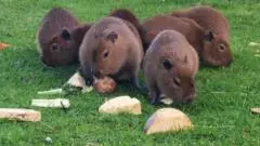 Capybara pups at Manx zoo draw record crowds