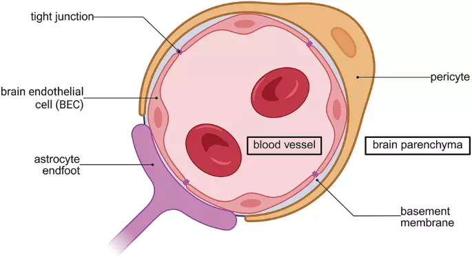 Alzheimer xəstəliyinin müalicəsi üçün BBB üzərindən antikor terapevtiklərinin çatdırılması üçün şattl sistemləri