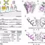 Giant virus yields potassium channel gene that illuminates complex protein evolution
