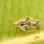 Genomic study uncovers a new lace bug species on Japan's remote Ogasawara Islands