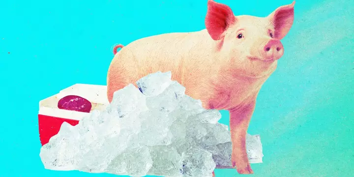 Pig kidneys that were “frozen” for a year have been brought back to life