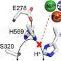 Molecular pendulum shuttles protons to enable rapid hydrogen production in enzymes