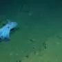 Deep-sea expedition will revisit Pacific mining site five and a half years after test