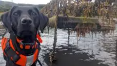 Dog that hunts invasive 'sea vomit' honoured as animal of the year