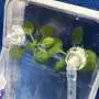 Space station experiment to probe plant disease risks for future moon and Mars missions