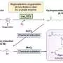Enzyme discovery opens a new route to natural UV-absorbing saclipins