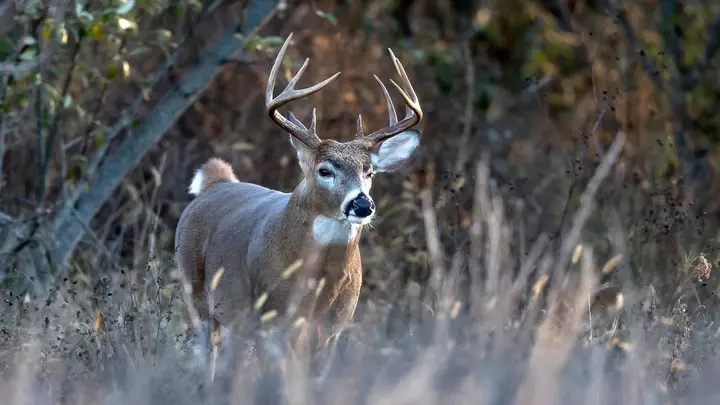 The Rut Is Heating Up, But Deer Hunters May Be Watching the Wrong Things