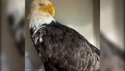 Wildlife Experts Stunned to Find That Bird Flu Killed Jackie, the Beloved, Internet-Famous Bald Eagle