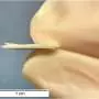 Everyday Mylar turned into a promising insulator for lunar habitats