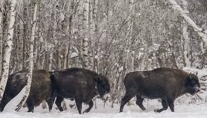 Bison Used to Roam Eastern Europe Before They Neared Extinction. Now Researchers in Poland Want to Create a Suitable Home Where They Can Thrive
