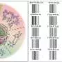 'Raman barcodes' distinguish 20 SARS-CoV-2 variants by their RNA architecture