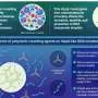 Macromolecular crowding could help build artificial cell systems