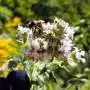 AI listens to bee buzzes to monitor activity without lethal traps