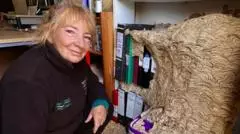 Massive wasps' nest in wildlife office dismantled