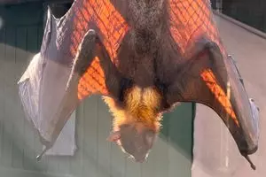 Lubee Bat Conservancy  in Gainesville, Florida