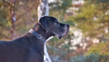 Small Dogs Tend to Live Longer Than Big Dogs. Scientists Say They Might Finally Know Why—and It Goes to the Molecular Level