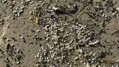 Denmark nurdles may be from Tyne spill, agency says