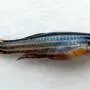 Measuring regrowth: Erk gradients guide zebrafish fins back to their original size after injury