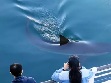 South Korea seeks new ways to free a huge gray shark after it slips back into canal