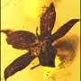 Amber fossils reveal how ancient Australian landmass helped seed Southeast Asia's tropical forests