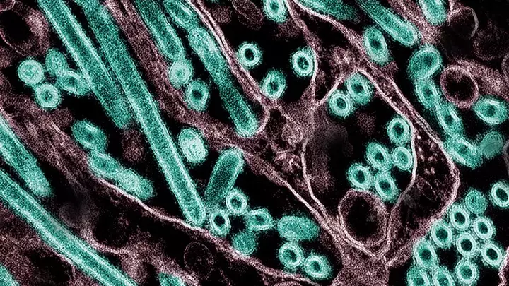 Claude helped plan risky bird flu research. What did the AI add?