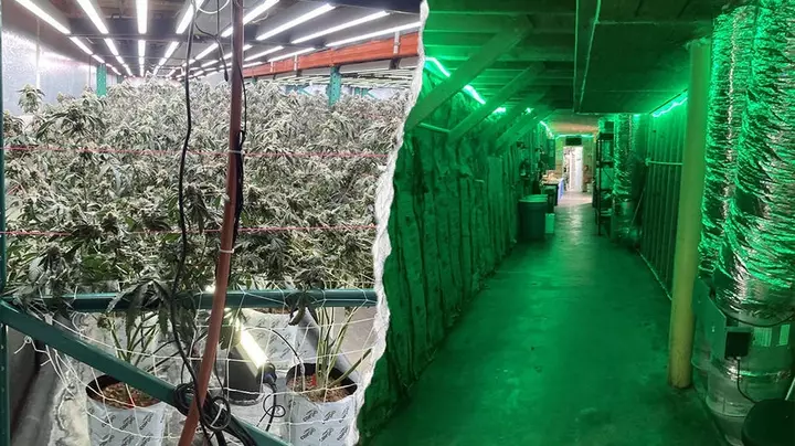 China ties suspected in sprawling California pot operations as GOP urges FBI probe