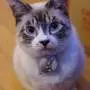 Owners who spend more time close to their cats tend to have more positive moods