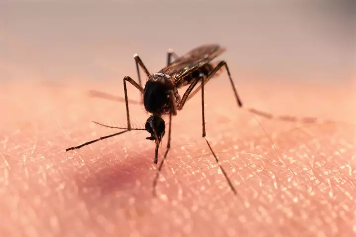 The Fight Against Dengue Starts in Your Backyard | Opinion
