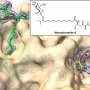 Silent bacterial genes yield potential leads for future cancer drugs