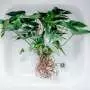 Global database provides a fuller picture of the elements that make up plant life