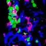 The same immune cells play opposing roles in tissue regeneration's balancing act